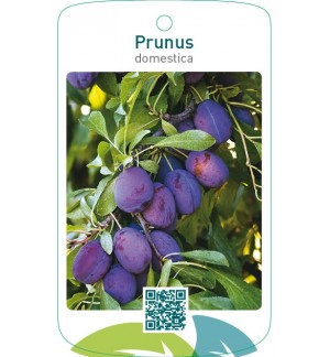 Prunus domestica blauw