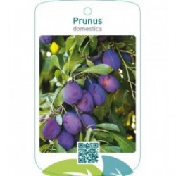 Prunus domestica blauw