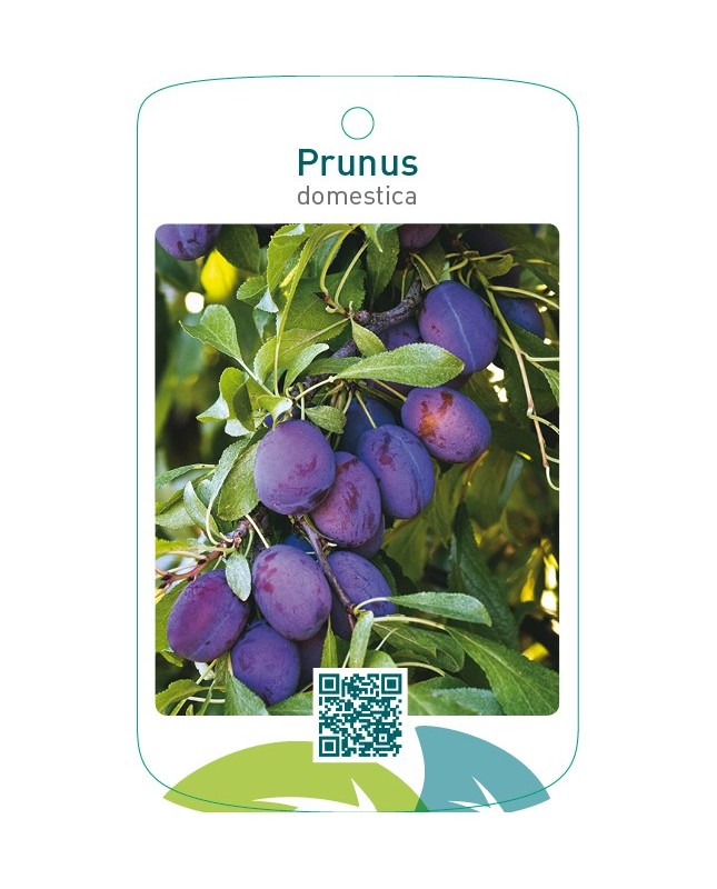 Prunus domestica blauw