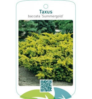 Taxus baccata ‘Summergold’