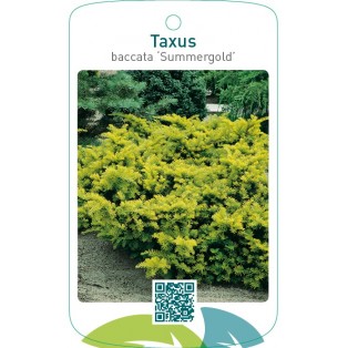 Taxus baccata ‘Summergold’