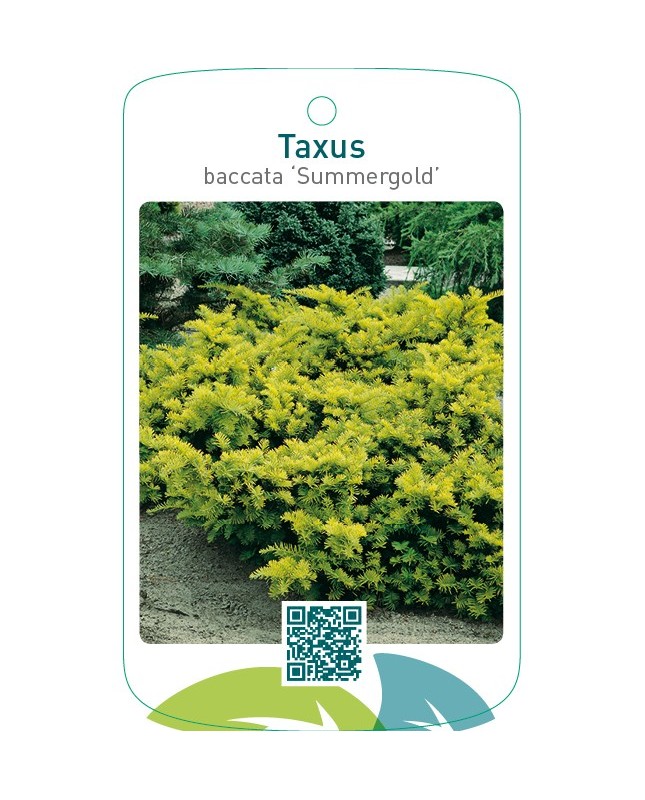 Taxus baccata ‘Summergold’