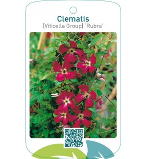 Clematis [Viticella Group] ‘Rubra’