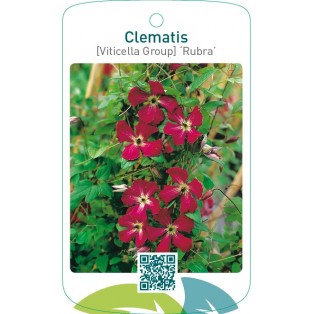 Clematis [Viticella Group] ‘Rubra’