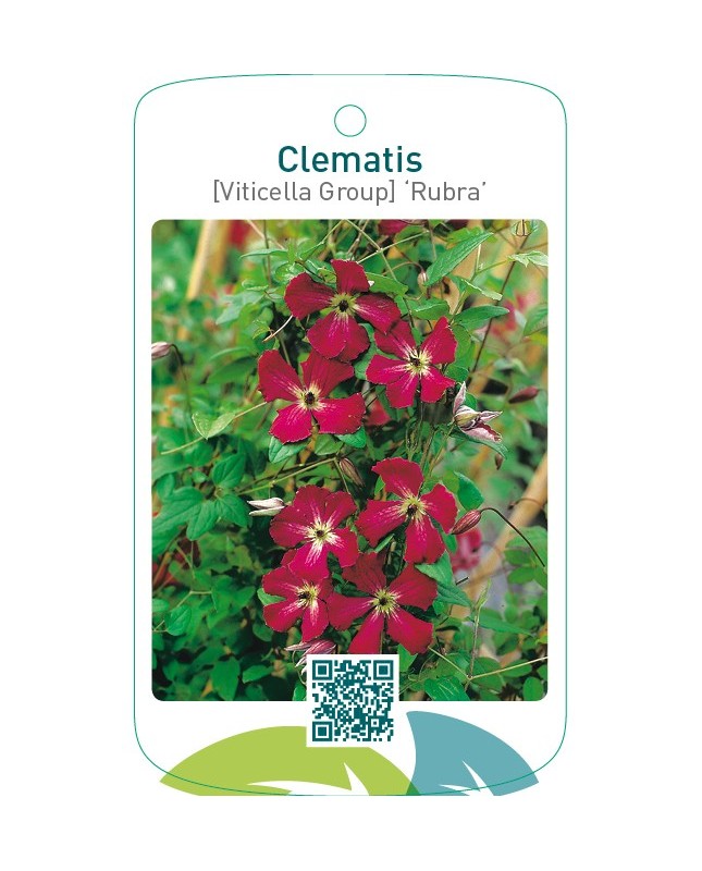 Clematis [Viticella Group] ‘Rubra’