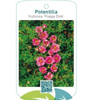 Potentilla fruticosa ‘Floppy Disk’