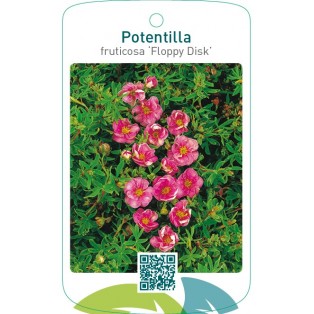 Potentilla fruticosa ‘Floppy Disk’