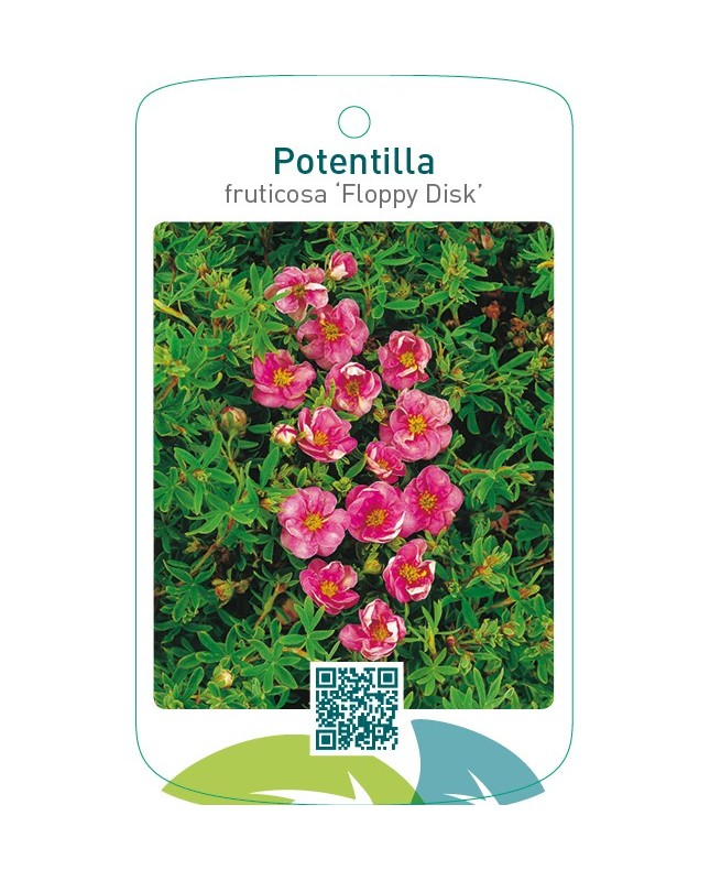 Potentilla fruticosa ‘Floppy Disk’