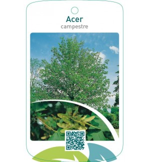 Acer campestre