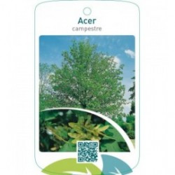 Acer campestre