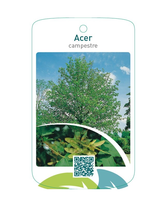 Acer campestre