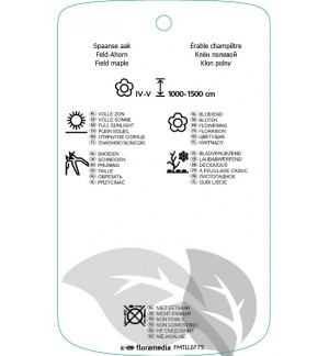 Etichette di Acer campestre *