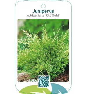 Juniperus xpfitzeriana ‘Old Gold’