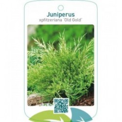 Juniperus xpfitzeriana ‘Old Gold’