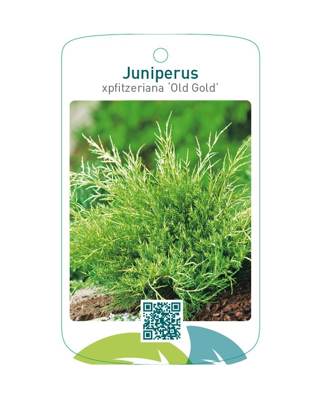 Juniperus xpfitzeriana ‘Old Gold’