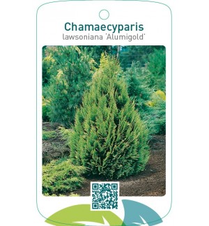 Chamaecyparis lawsoniana ‘Alumigold’