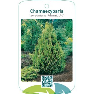 Chamaecyparis lawsoniana ‘Alumigold’