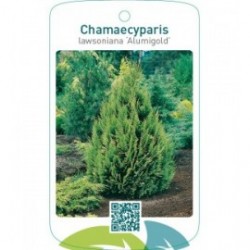 Chamaecyparis lawsoniana ‘Alumigold’