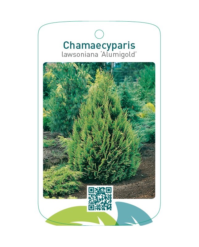 Chamaecyparis lawsoniana ‘Alumigold’