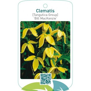 Clematis [Tangutica Group] ‘Bill MacKenzie’