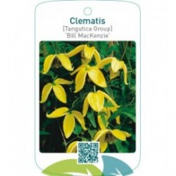 Clematis [Tangutica Group] ‘Bill MacKenzie’