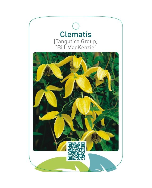 Clematis [Tangutica Group] ‘Bill MacKenzie’