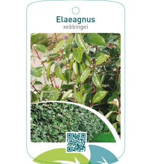 Elaeagnus xebbingei
