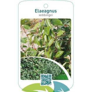 Elaeagnus xebbingei
