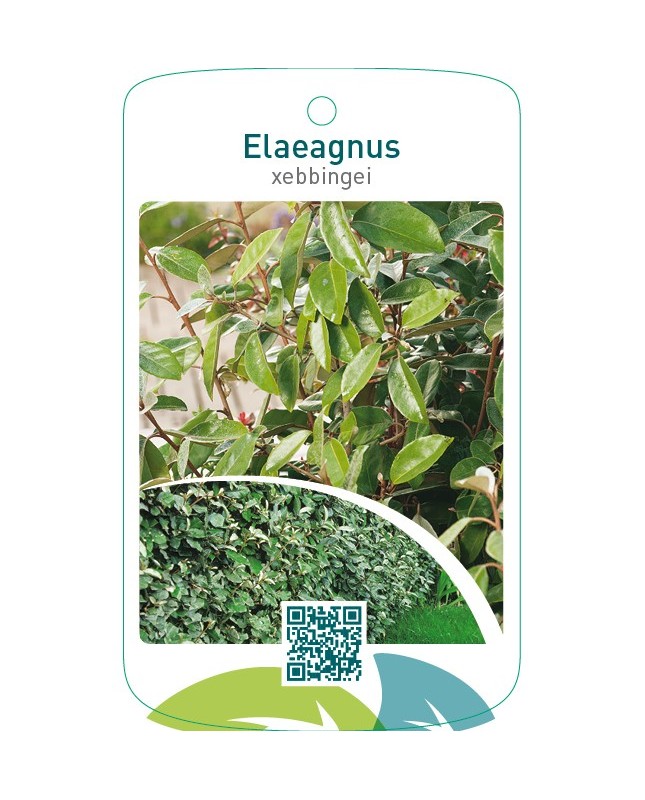 Elaeagnus xebbingei