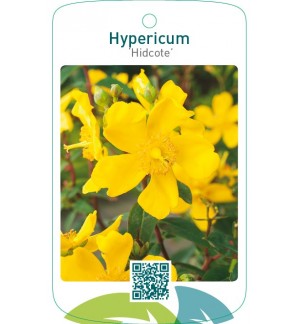 Hypericum ‘Hidcote’