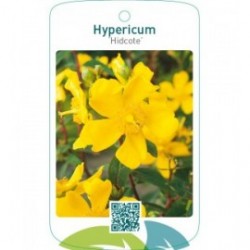 Hypericum ‘Hidcote’