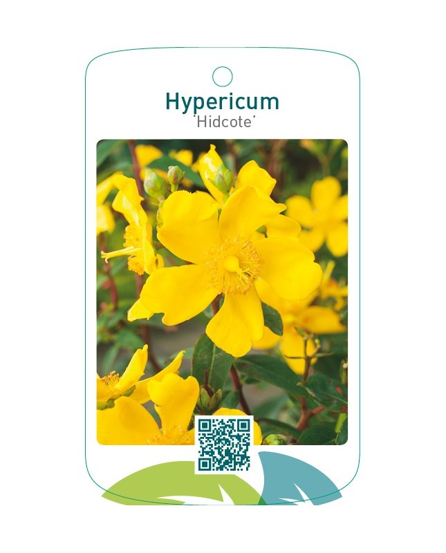 Hypericum ‘Hidcote’
