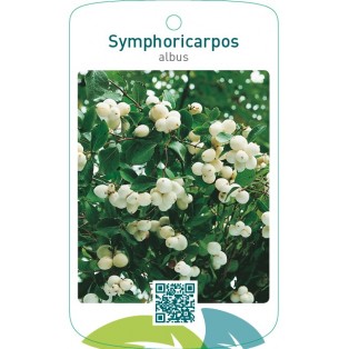 Symphoricarpos albus