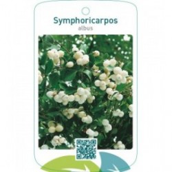 Symphoricarpos albus