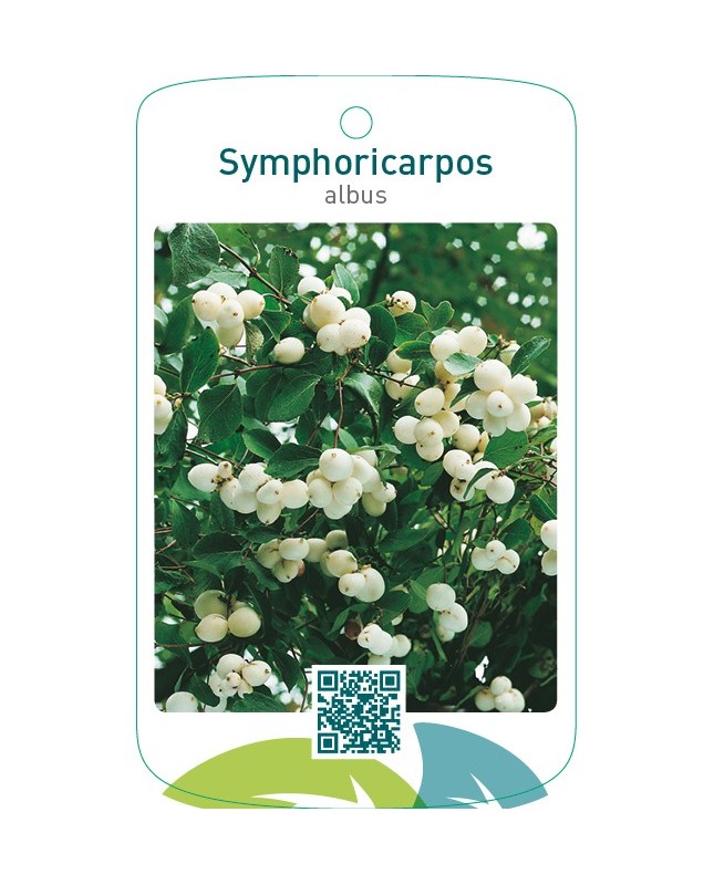 Symphoricarpos albus