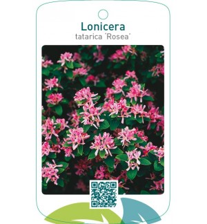 Lonicera tatarica ‘Rosea’