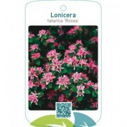 Lonicera tatarica ‘Rosea’