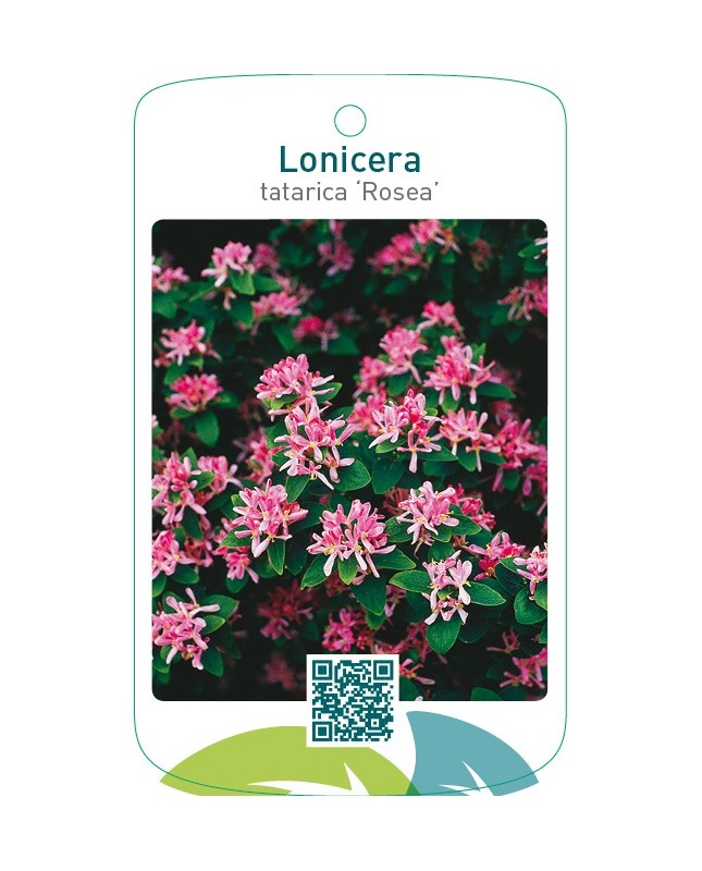 Lonicera tatarica ‘Rosea’