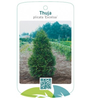 Thuja plicata ‘Excelsa’