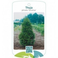 Thuja plicata ‘Excelsa’