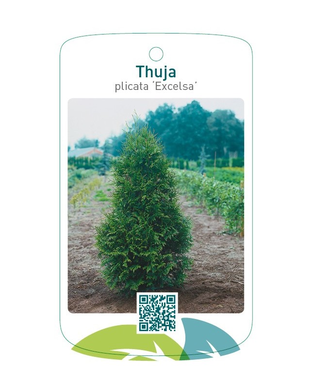 Thuja plicata ‘Excelsa’