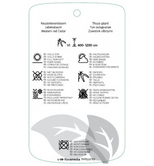 Etichette di Thuja plicata ‘Excelsa’ *