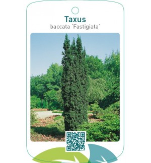 Taxus baccata ‘Fastigiata’