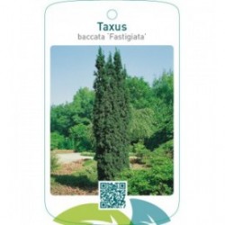 Taxus baccata ‘Fastigiata’