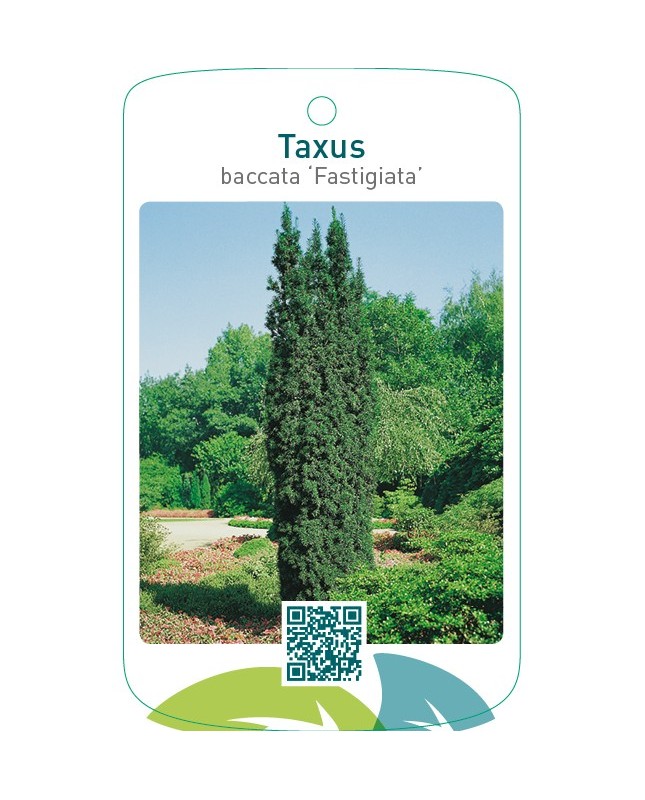 Taxus baccata ‘Fastigiata’