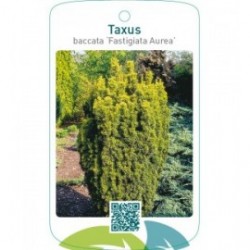 Taxus baccata ‘Fastigiata Aurea’