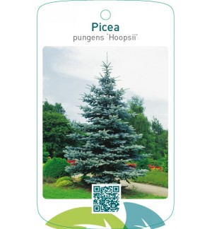 Picea pungens ‘Hoopsii’