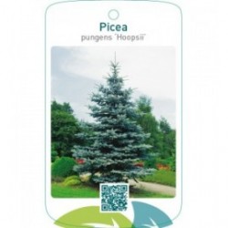 Picea pungens ‘Hoopsii’