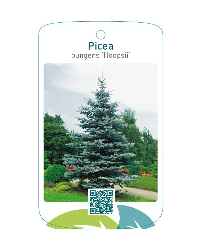 Picea pungens ‘Hoopsii’