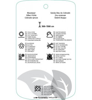 Etichette di Picea pungens ‘Hoopsii’ *